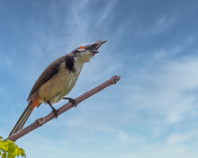 Red Whiskered Bulbul.looking In Anxiety