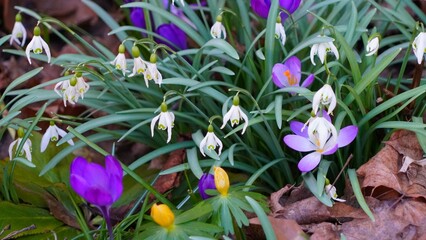 Wall Mural - spring crocus flowers