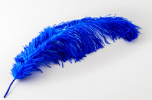Single Blue Ostrich Feather Isolated On A White Background