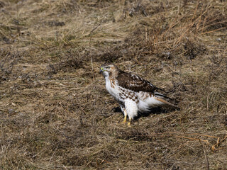 Wall Mural - Red-Tailed Hawk Standing on Old Grass Field, Portrait in Winter