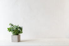 Decorative Plant With Dry Flowers On A Table Against Bright Brown Stucco Wall In The Room. Mockup...