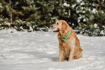 Wall Mural - Golden retriever dog in winter time