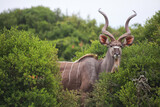 Kudu antelope from South Africa.