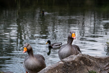 Two Curious Greylag Goose Approaching