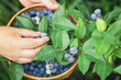 Women's hands pick ripe blueberries. Holding a wicker bowl, full of berries. Blueberry - branches of fresh berries in the garden. Harvesting concept.