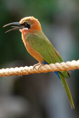 A bird with the typical appearance of the generally colorful bee-eaters