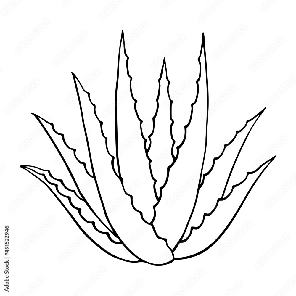 Stock-Vektorgrafik Hand-drawn aloe vera plant | Adobe Stock