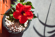 Close-up Of Red Hibiscus Plant With Flower In Pot Outdoor In Sunny Backyard