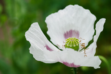 Wall Mural - White poppy flower with a green center.