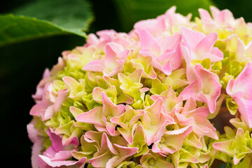 Poster - Pinkish hydrangea flower on a plant.