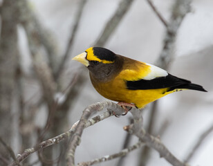 Wall Mural - Male Evening Grosbeak bird (Hesperiphona vespertina) in a pine forest in winter