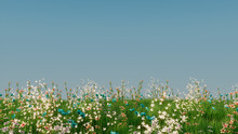 Spring Field With Long Grass, Wild Flowers And Clear Blue Sky. Nature Background With Copy Space.