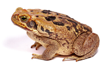 Sticker - toad isolated on white