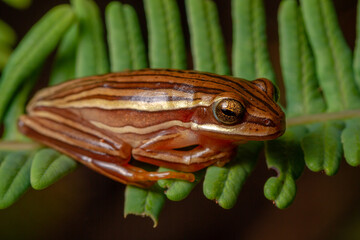 Canvas Print - rare frog on a leaf