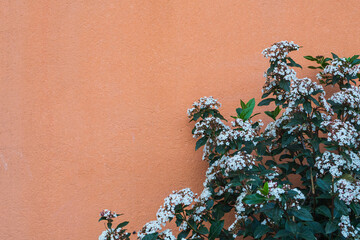 Aufkleber - White bush against the background of a pattern of a pink stone wall covered with decorative plaster