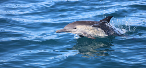 Canvas Print - dolphin jumping in water, common dolphin 