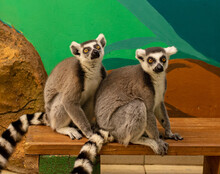 Two Lemurs In Love In The Zoo.