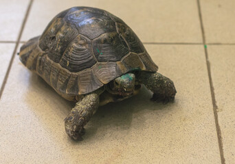 Sticker - The turtle crawls on the tiled floor.