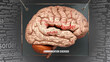Communication disorder anatomy - its causes and effects projected on a human brain revealing Communication disorder complexity and relation to human mind. Concept art, 3d illustration