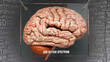 Asd autism spectrum anatomy - its causes and effects projected on a human brain revealing Asd autism spectrum complexity and relation to human mind. Concept art, 3d illustration