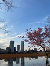 Tokyo Skyrises, A Pond, Sakura, Sunset, Urban Shot With A Temple In The Back March 9th, 2022