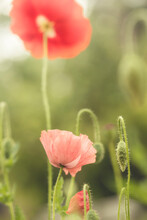 View Of Pink Poppy