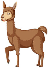 Poster - An alpaca on white background