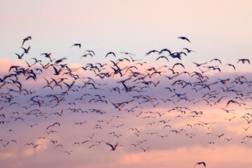 Wall Mural - Birds flying in the sky. Sunset sky background.