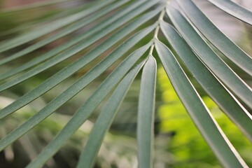 palm tree leaf