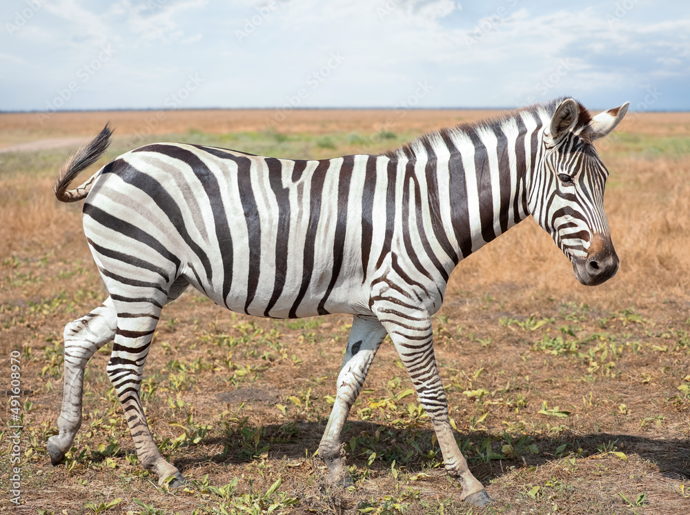 Beautiful zebra in wildlife sanctuary