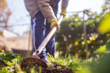 Preparing an agricultural field for planting seasonal vegetables and fruits in spring. Garden seasonal work concept