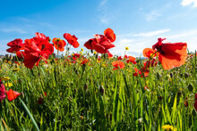 A Meadow Full Of Pretty Red Poppies And Lovely Yellow Daisies During Spring