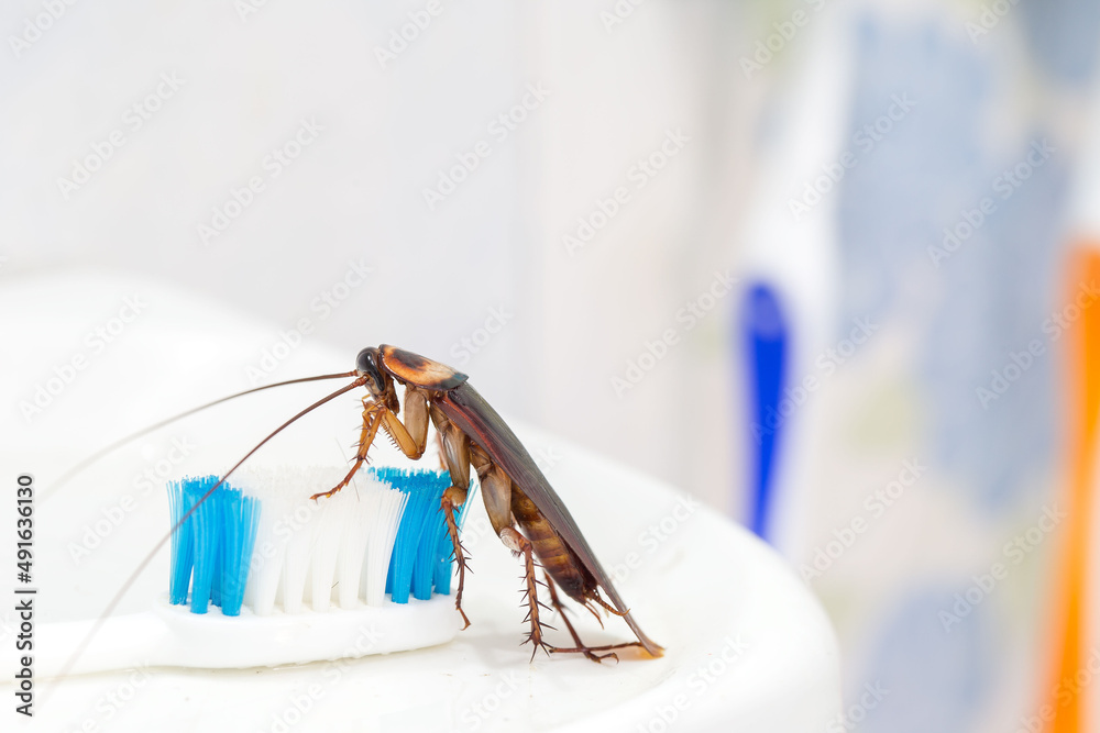 Cockroach Toothbrush Cockroaches are on the toothbrush in the bathroom, and cockroaches also ...