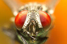 A macro shot of fly . Live housefly .Insect close-up. macro sharp and detailed fly compound eye surface.