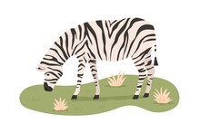 African Zebra Grazing, Standing On Grass. Wild Striped Animal Eating. Savanna Habitant. Tropical Herbivore. Flat Vector Illustration Isolated On White Background