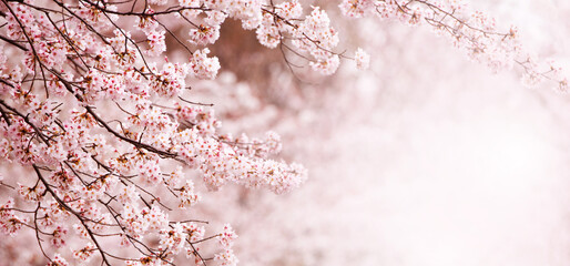 Wall Mural - beautiful spring cherry blossom with fading in to pastel pink and white background. shallow depth of