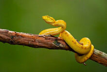 Bothriechis Supraciliaris, The Blotched Palm-pit Viper, Is A Species Of Venomous Snake In The Family Viperidae. The Species Is Endemic To Costa Rica