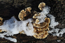Turkey Tail Mushrooms On A Log With Snow At Linne Woods In Morton Grove, Illinois
