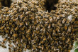 © Serhii - Close up of bees. Swarm of bees, their thousands and the queen bee. Catching the bee swarm. The beekeeper caught a swarm of bees in a box. Beekeeping background. Beekeepers day.