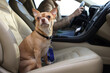 Small chihuahua dog on passenger seat near woman in modern car