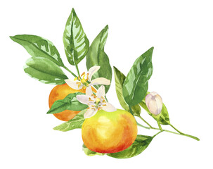 Wall Mural - Watercolor hand painted citrus lemon fruits, flowers and branches. Watercolor hand drawn illustration isolated on white background, aromatherapy, essential oils