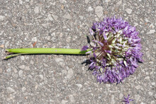 Allium Blossom Cut And Flattened On An Asphalt Ground