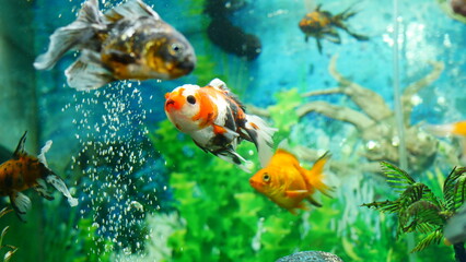 goldfish swimming in the aquarium with clear water, looks very beautiful
