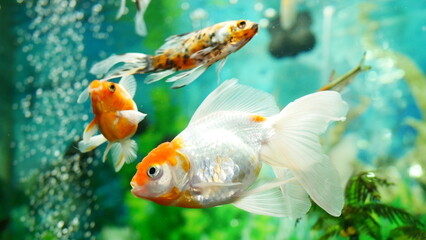 goldfish swimming in the aquarium with clear water, looks very beautiful
