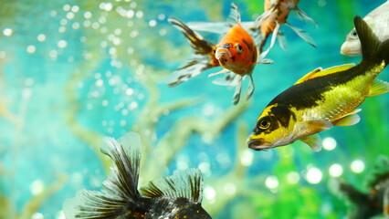 goldfish swimming in the aquarium with clear water, looks very beautiful
