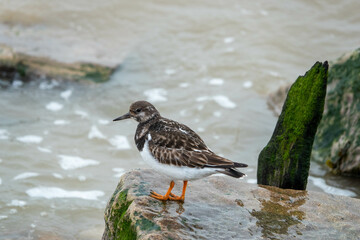 Poster - turnstone perched on a rock in the sea