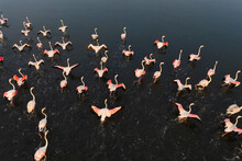 Aerial View Of A Colony Of Flamingos In Torreira, Murtosa, Ria De Aveiro, Aveiro, Portugal.