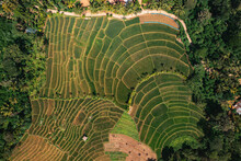 Aerial Top Down View Of Paddy Rice Fields In Rural Village In Badulla State, Sri Lanka.