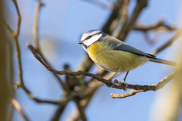 Wall Mural - blue tit on a branch