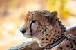 portrait of a cheetah; Sylvester the Cheetah, Wild Horizon Trust at Victoria Falls, Zimbabwe